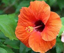 Hibiscus flower orange red giant Seeds for a homegrown harvest from the tropical exotic gardens