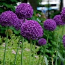 Giant Allium Giganteum Seeds for colorful blooms in the Large Purple Pompon Flowers in Garden