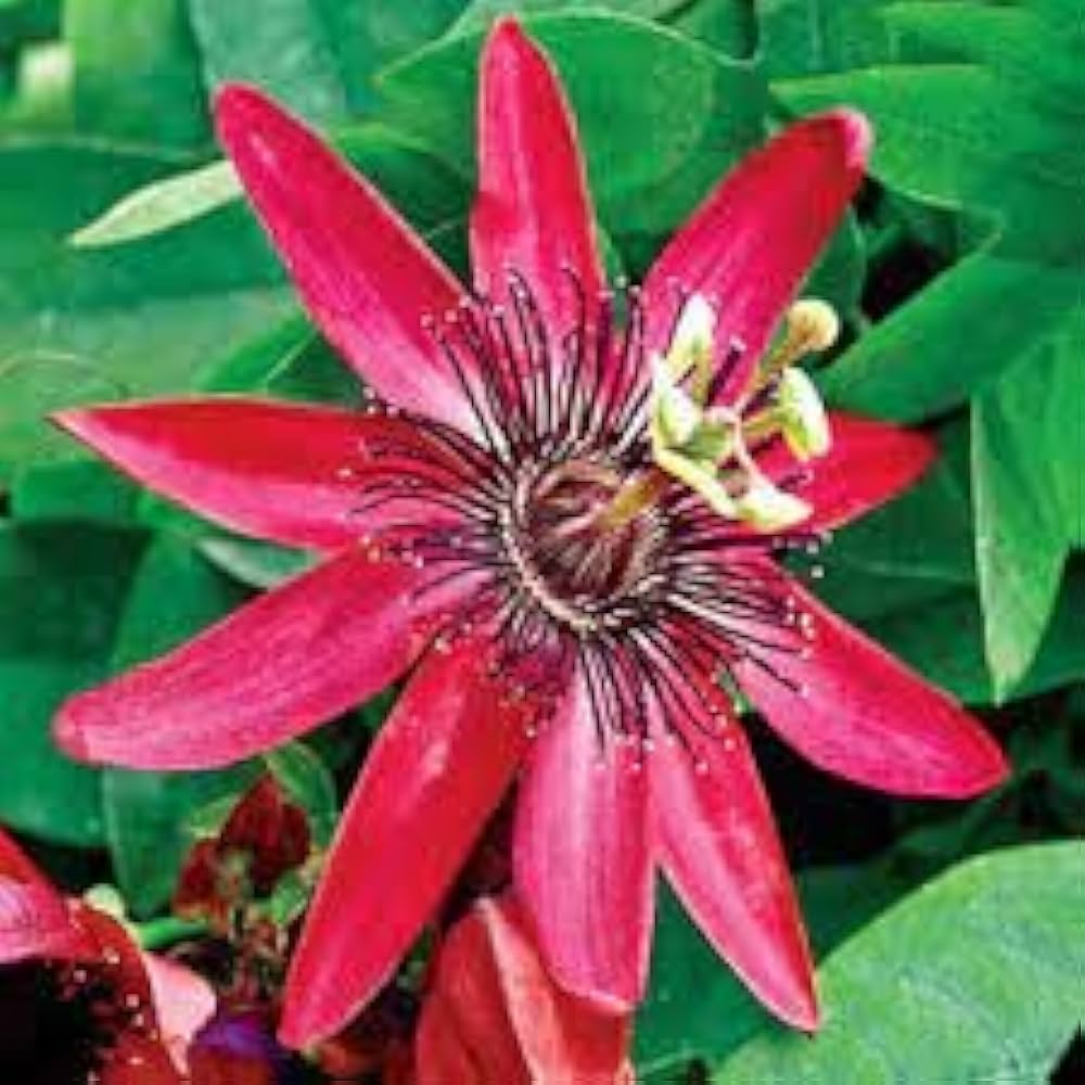 Bonsai passion flower seeds mix for garden planting