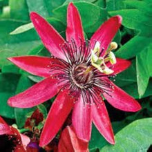Bonsai passion flower seeds mix for garden planting