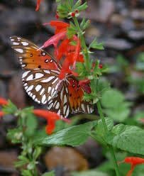 Salvia Salvia Coccinea Seeds for seasonal color across the Pollinator Garden Borders