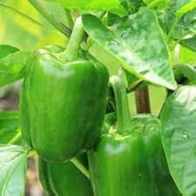 Pepper Vegetables Seeds for a reliable harvest in the Spicy Home Gardens