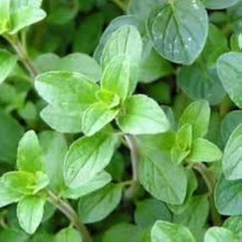 Green Oregano Plants for a fragrant addition to the herb patch
