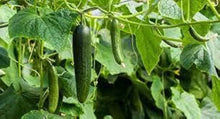 Slicemaster Cucumber for planting