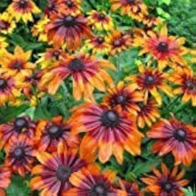 Rudbeckia Seeds for a colorful addition to any planting