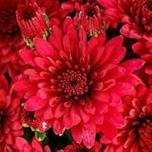 Chrysanthemum Chrysanthemum Morifolium flower Seeds for a lasting display in the balcony garden containers and home flower beds