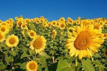 Giant Yellow Seeds for a bright addition to the Rare Bright Garden Blooms