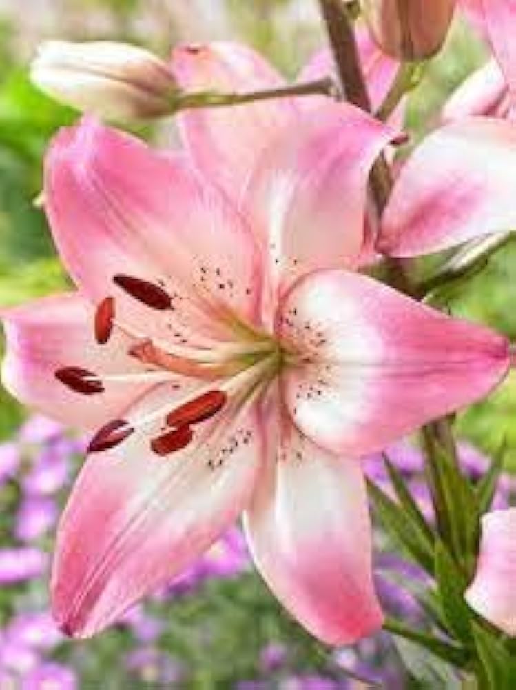Pink Lily Lilium Spp. Seeds for reliable seasonal color