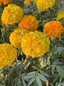 Marigold Seeds (Tagetes erecta) for a bright addition to the Flower Garden Border