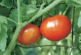 German (Giant Tomato Solanum lycopersicum vegetable) for planting in garden