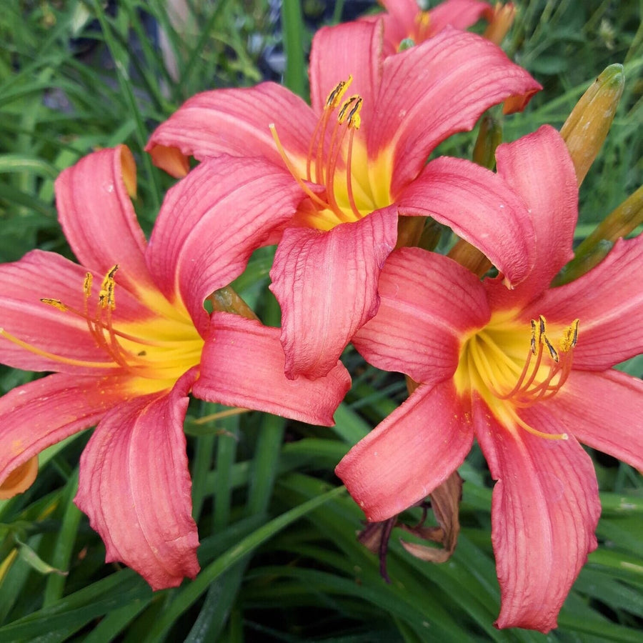 Pink Damask Hemerocallis Daylily Seeds