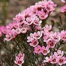 White Geraldton Wax Seeds for a lasting addition to the landscape