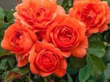 Climbing Rose Rosa Multiflora Seeds for trellises and fences in the Vertical Spaces Flower Walls