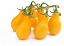 Yellow Pear Tomato Seeds (Solanum lycopersicum) for growers stocking the Urban Raised Beds