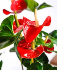 Anthurium Seeds (Anthurium andraeanum) for a lasting display in the Indoor Decorative Garden