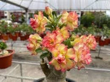 Desert Rose Adenium Obesum Orange Pink Seeds for growers planting the Vertical Garden Spaces