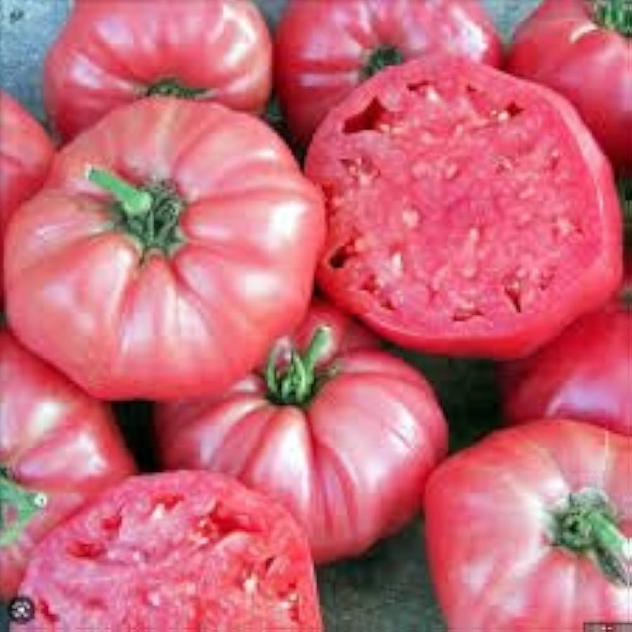 Rutgers Brandywine cross tomato seeds