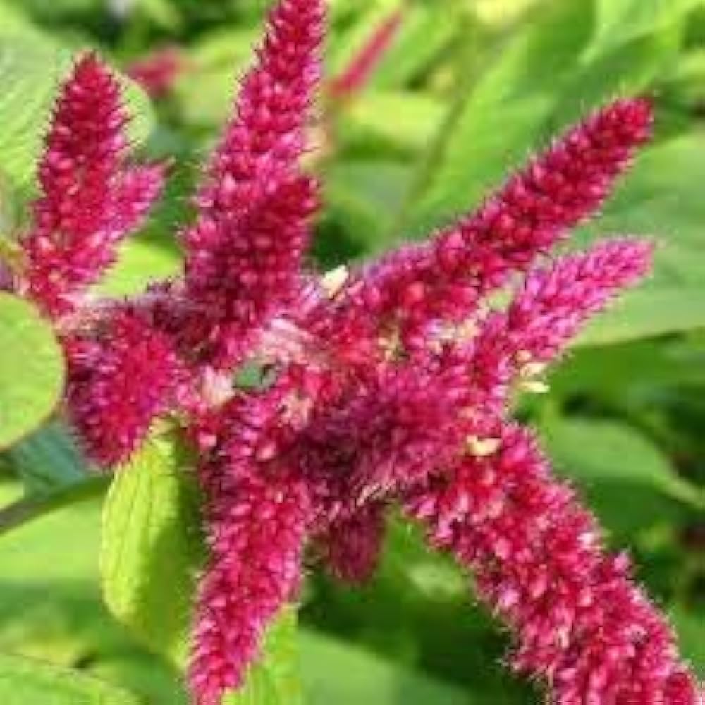Amaranthus caudatus Love Lies Bleeding seeds for flower bed