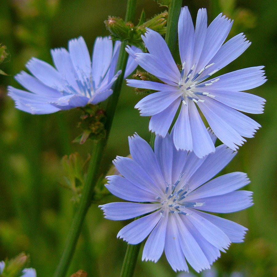 Blutwurzel Blutwurz for planting in flower bed