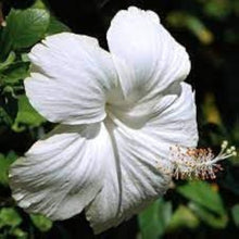 Silver White Hibiscus Seeds (Hibiscus rosa-sinensis) for a bright addition to the tropical home garden planting
