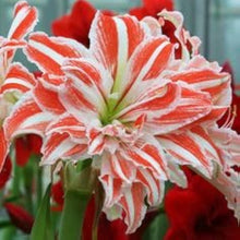 Amaryllis Hippeastrum Hybrid & Barbados Lily Seeds for a bright addition to the Indoor Garden Borders