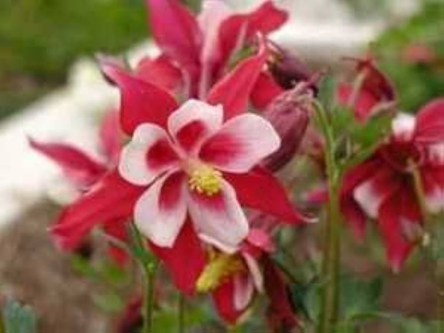 Columbine Aquilegia Vulgaris Red Kalvarienberg Flower Seeds for Planting – Ideal for Cottage Gardens and Pollinator Beds