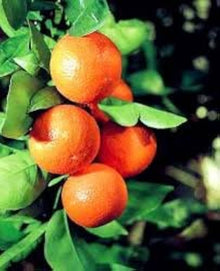 Orange Seeds (Citrus sinensis) for growers planting the home gardens and orchard spaces