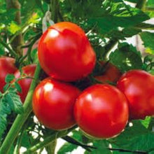 Peron Sprayless Tomato Seeds for a fresh homegrown crop from the a Healthy Garden