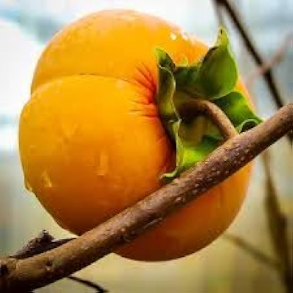 Persimmon seeds exotic fruit tree