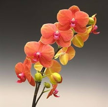 Rhynchostylis Gigantea Orange Orchid Seeds (Rhynchostylis gigantea) for growers filling out the Orchid Garden