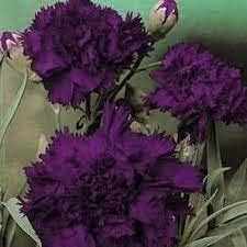 Multicolor Carnation Flower Seeds â€“ Ruffled Edges in a Variety of Shades