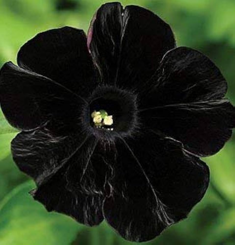 Tulip Petunia Seeds (Petunia hybrida) for growers filling out the Balcony Flower Bed