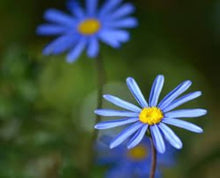 Daisy Seeds for growers filling out the Bright, Cheerful Garden Blooms