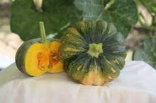 Pumpkin Seeds for productive rows in the Cucurbita patch seasonal garden