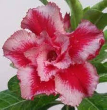 Desert Rose Adenium Obesum Triple Rouge Velours Seeds for a lasting display in the flower bed terrace