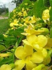 Macfadyena Unguis Cati Evergreen Vine Yellow Seeds for fast cover along a fence or wall