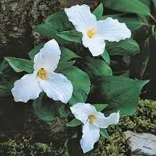 Trillium Seeds (Trillium spp.) for a bright addition to the Flower Bed