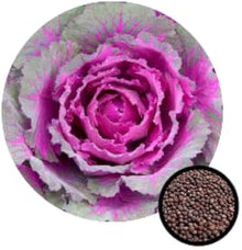 Ornamental Kale Brassica oleracea blooming flower seeds mix for planting in decorative garden borders