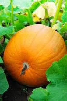 Pumpkin Seeds (Cucurbita pepo) for productive rows in the Vegetable Large Garden