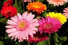 Gerbera Jamesonii Mixed Daisy Seeds for a colorful addition to any planting