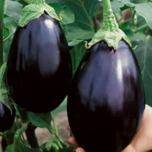 Dusky Eggplant Seeds (Solanum melongena) for productive rows in the vegetable patch and home garden