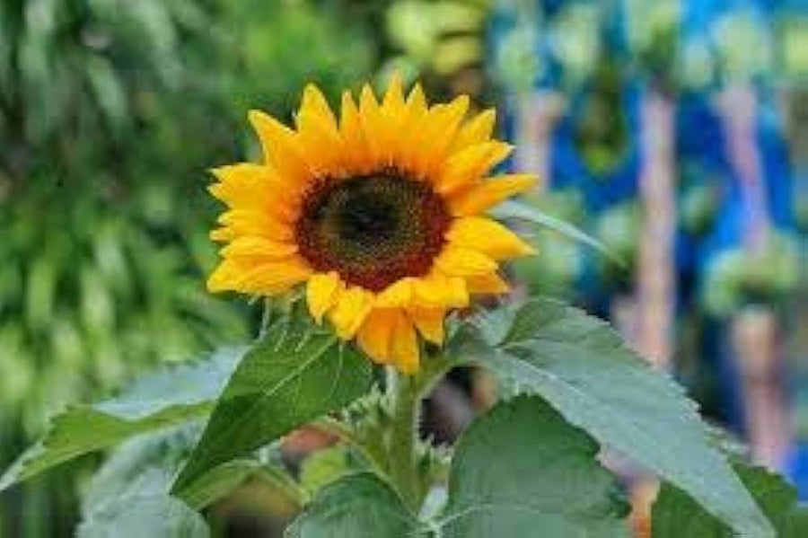 Oxeye Sunflower Seeds Heliopsis helianthoides for planting in flower bed