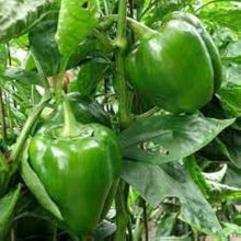 Pepper Vegetables Seeds for a reliable harvest in the Spicy Home Gardens
