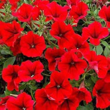 Petunia Seeds for a bright addition to the Red Garden