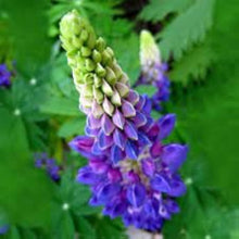 European Lupine Seeds (Lupinus polyphyllus) for a lasting display in the decorative garden planting