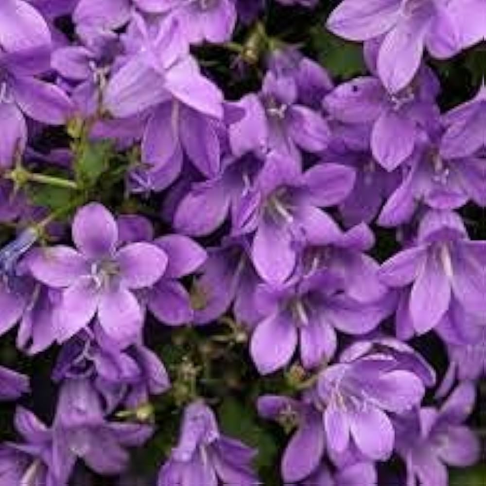 Velvet Bellflower Campanula spp. bonsai flower seeds for indoor pots and balcony planting - for planting in home garden