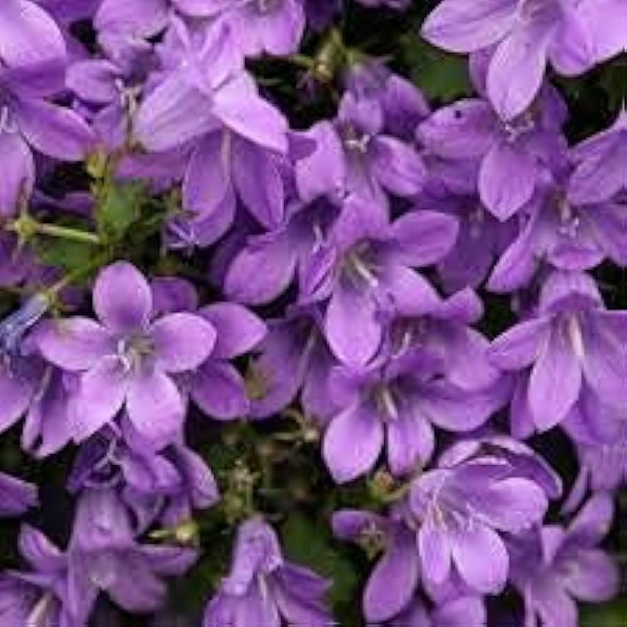 Velvet Bellflower Campanula spp. bonsai flower seeds for indoor pots and balcony planting - for planting in home garden