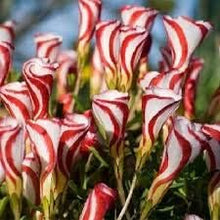 Wood Sorrel Oxalis acetosella Red flower seeds for planting in indoor pots or shaded garden areas - for planting in home garden