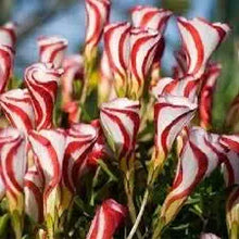 Oxalis Oxalis versicolor flower seeds for planting in indoor pots or home rock garden features - for planting in home garden