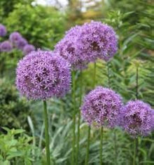 Allium Seeds for growers seeking a long-blooming display
